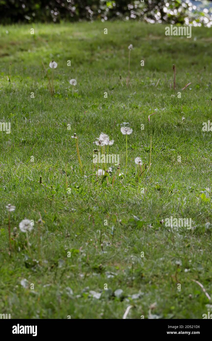 Wildflower going to seed hi-res stock photography and images - Alamy