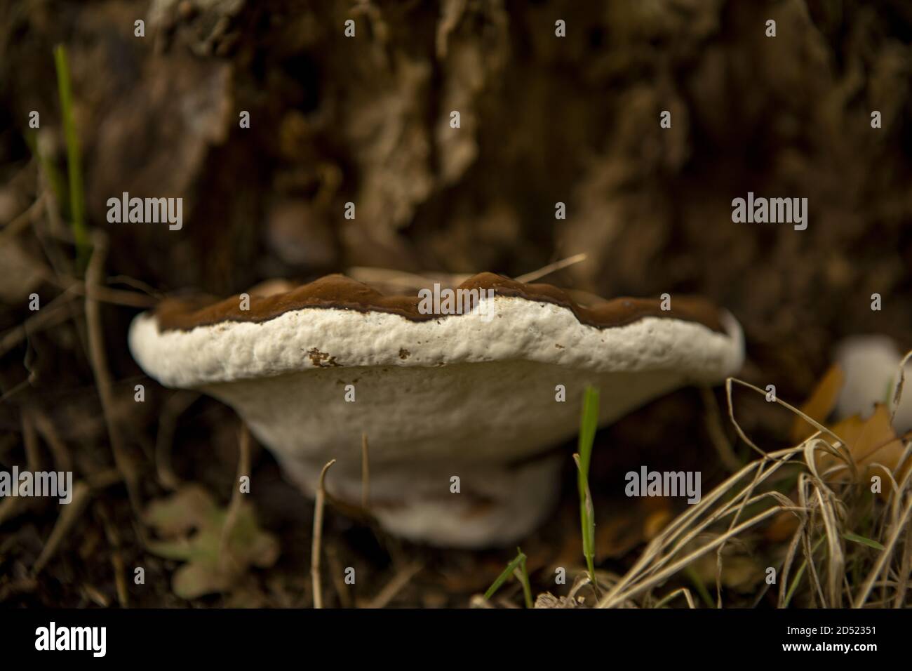 Brown cap mushroom with white bottom Stock Photo Alamy
