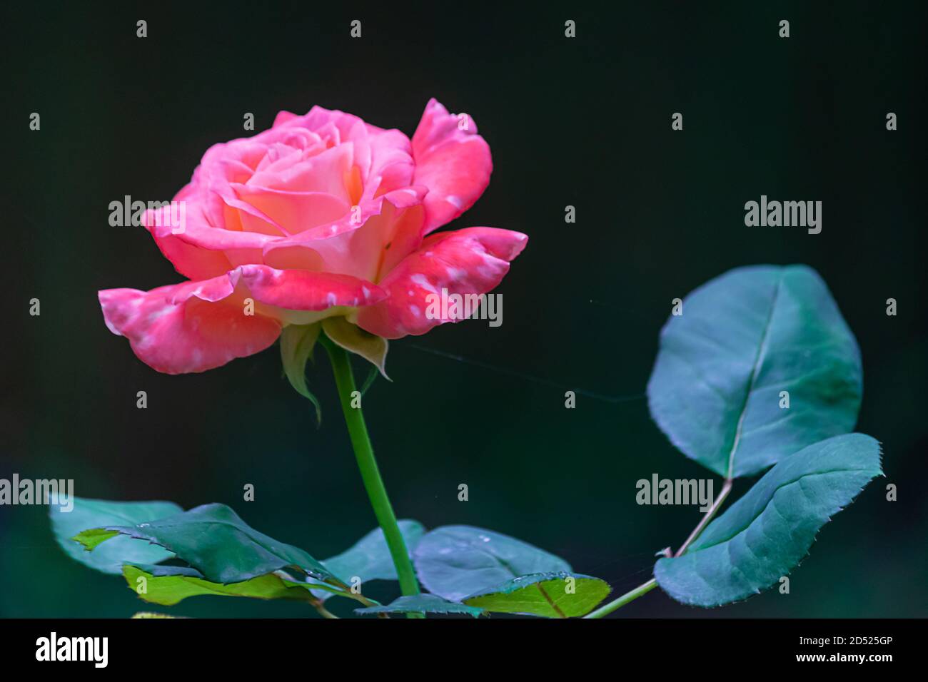 colorful rose in full bloom in late spring Stock Photo - Alamy