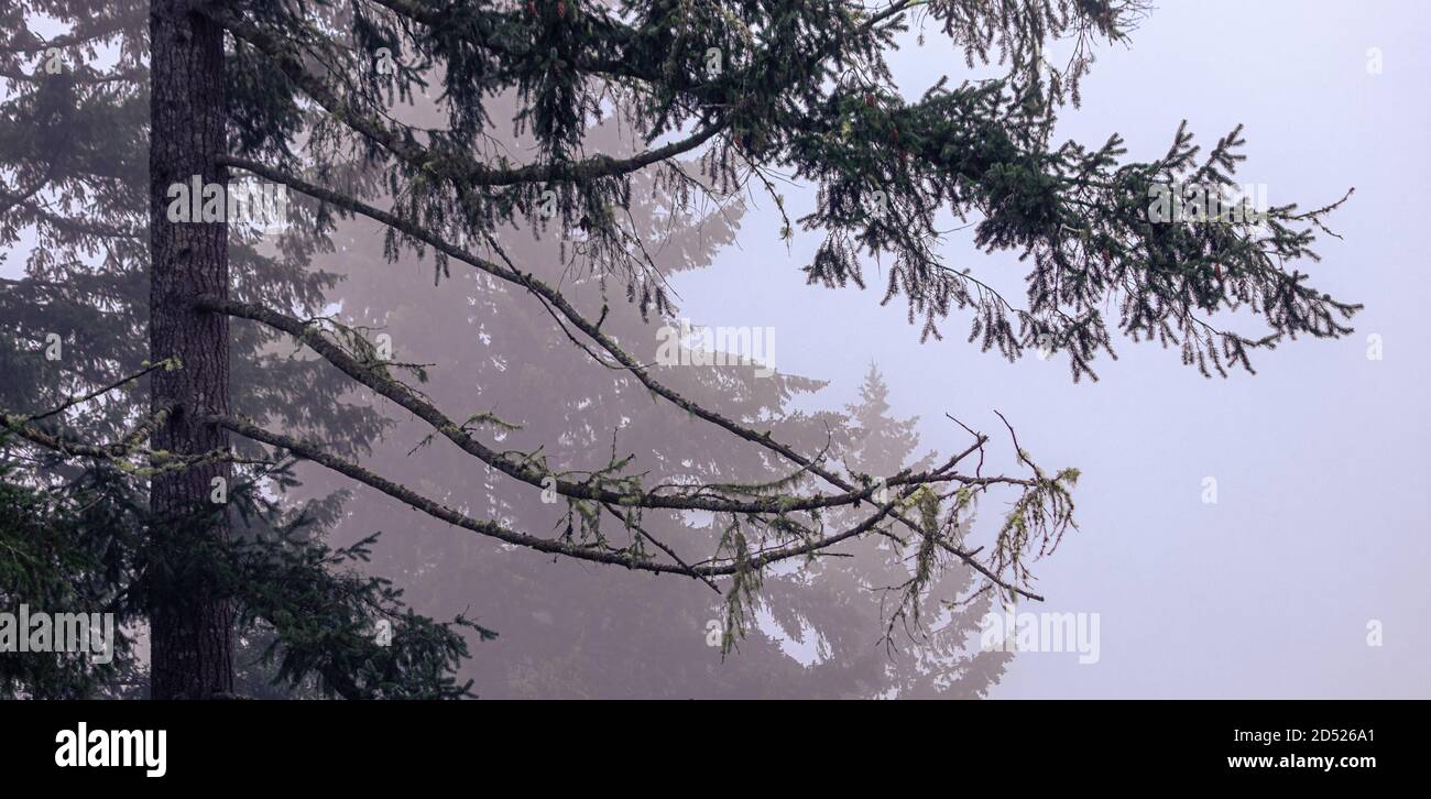 large pine tree in a park on a foggy morning Stock Photo - Alamy