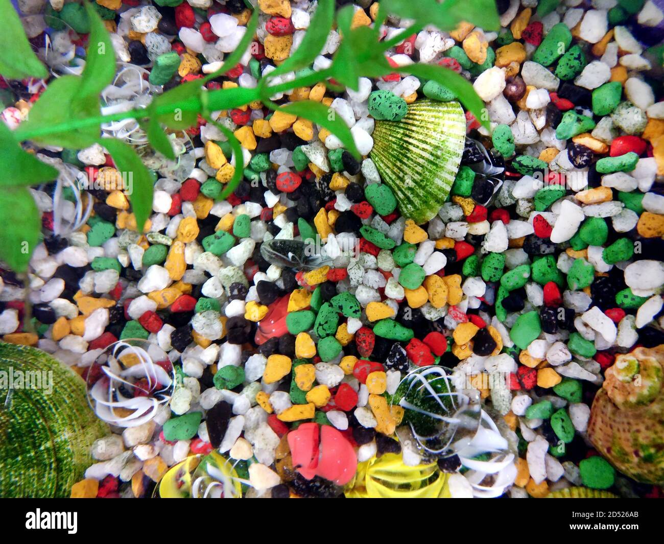 Shells, rocks and algae in the aquarium. Top view of the colored