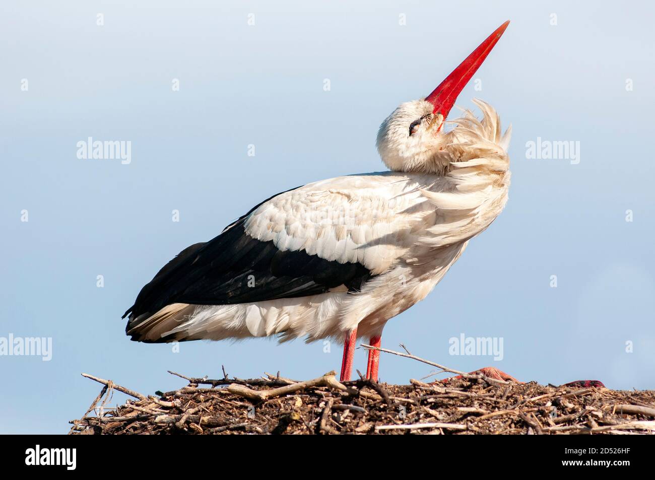 Portrait of white stork, Ciconia ciconia, adult greeting in the nest Stock Photo