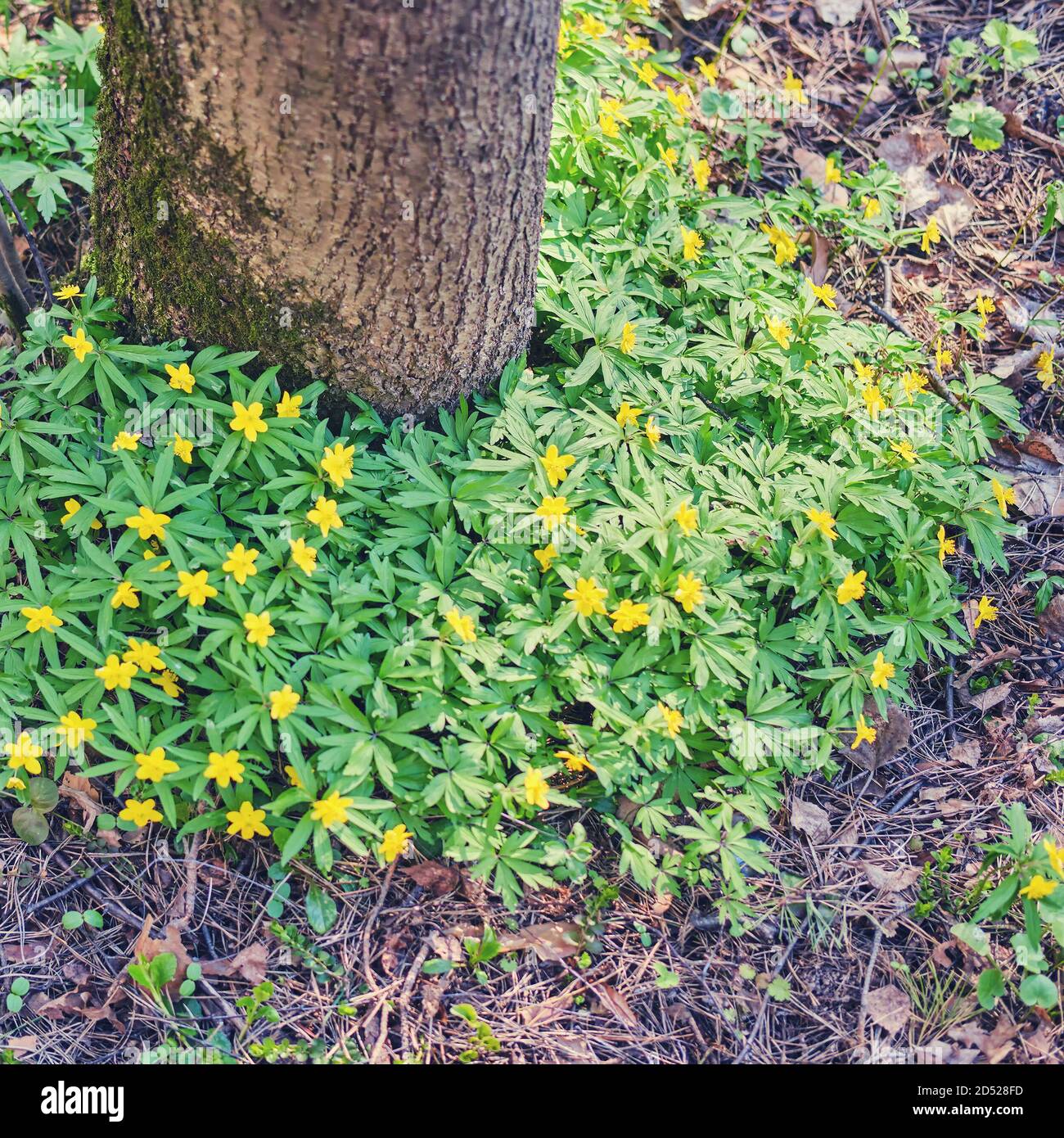 Anemone ranunculoides is a plant in the Buttercup family, a species of the genus anemone. Small yellow flowers grow around a tree in the forest. Stock Photo
