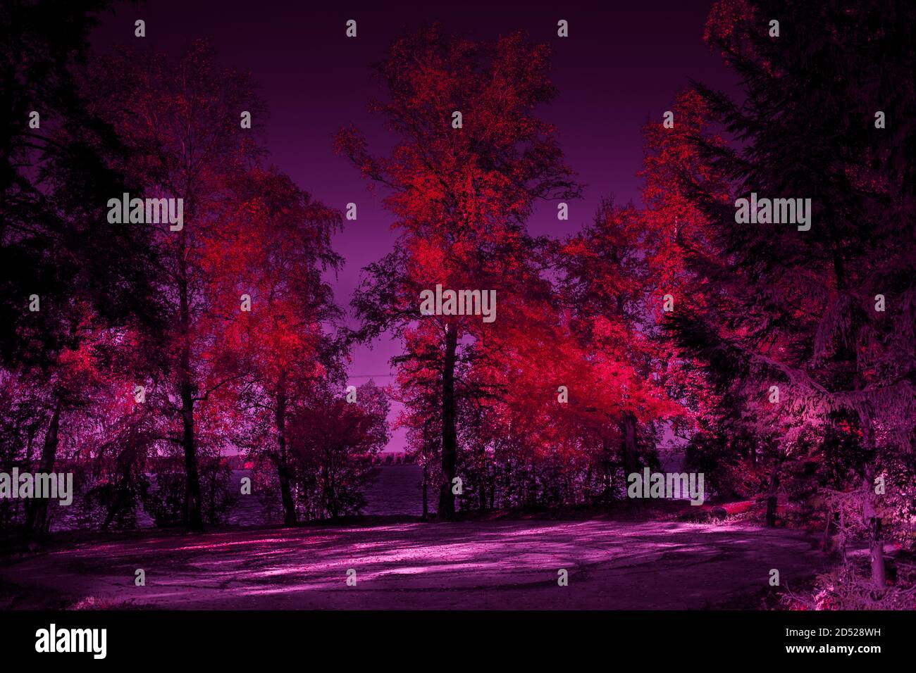 Halloween mysterious forest toned design in red and purple forest with