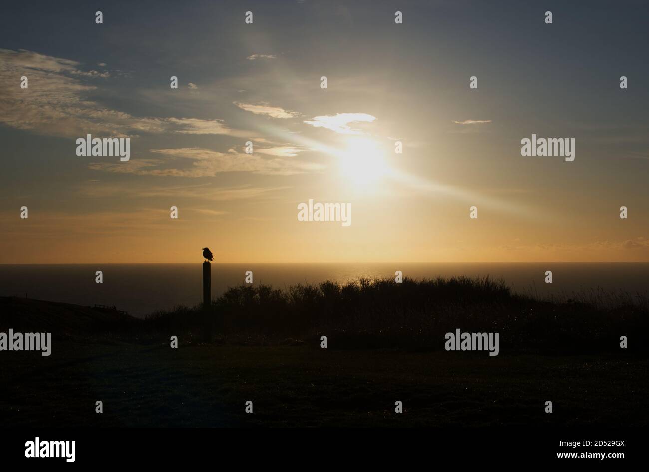 A view of a lone crow looking across the English Channel at the sunrise from Beachy Head, Eastbourne, Sussex, England, UK. Stock Photo