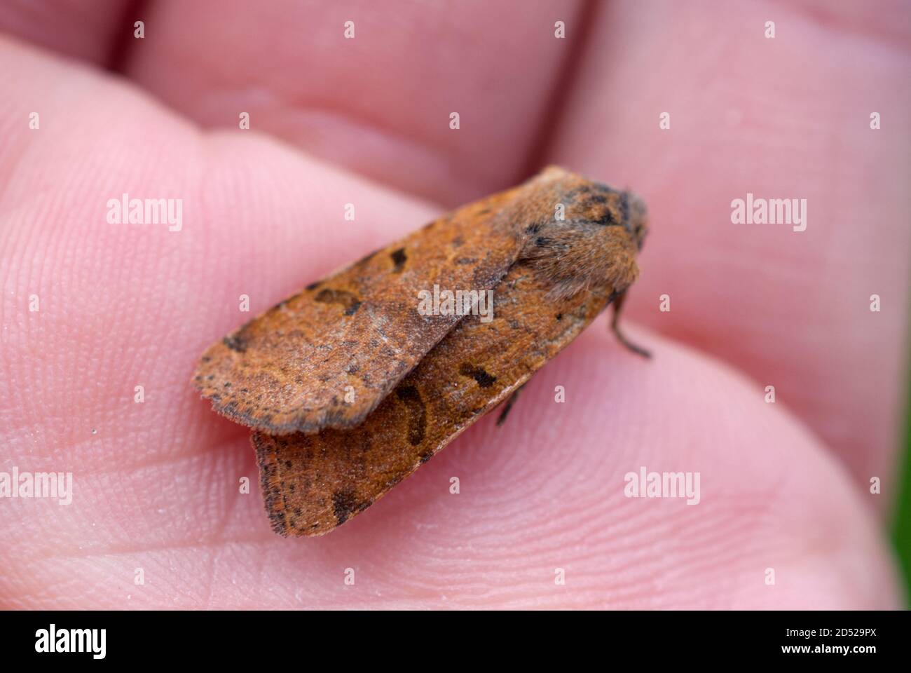 An adult Beaded Chestnut moth (Agrochola lychnidis) resting on a hand, in Sussex, England, UK. Stock Photo