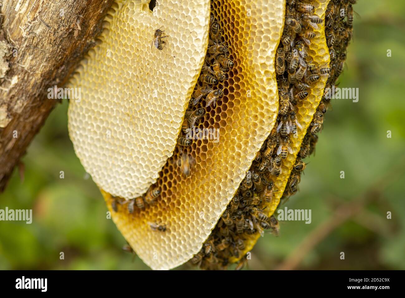 Details of a bee habitat b Stock Photo