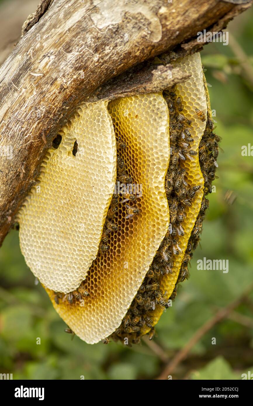 bee hive honeycomb branch Stock Photo
