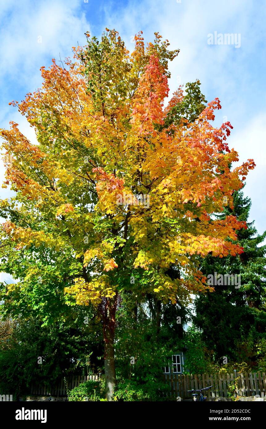 colorful autumn tree in the sunlight Stock Photo - Alamy