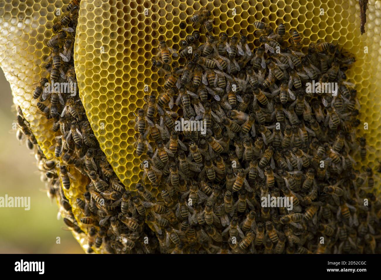 Bee hive honeycomb closeup Stock Photo