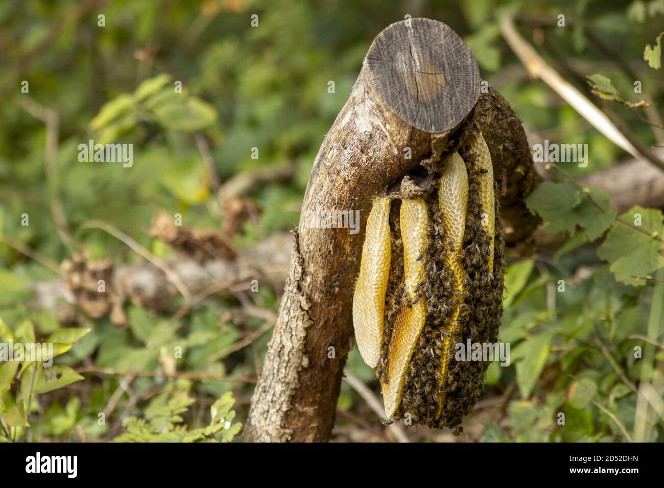 Bee hive honeycomb in natural surrounding Stock Photo