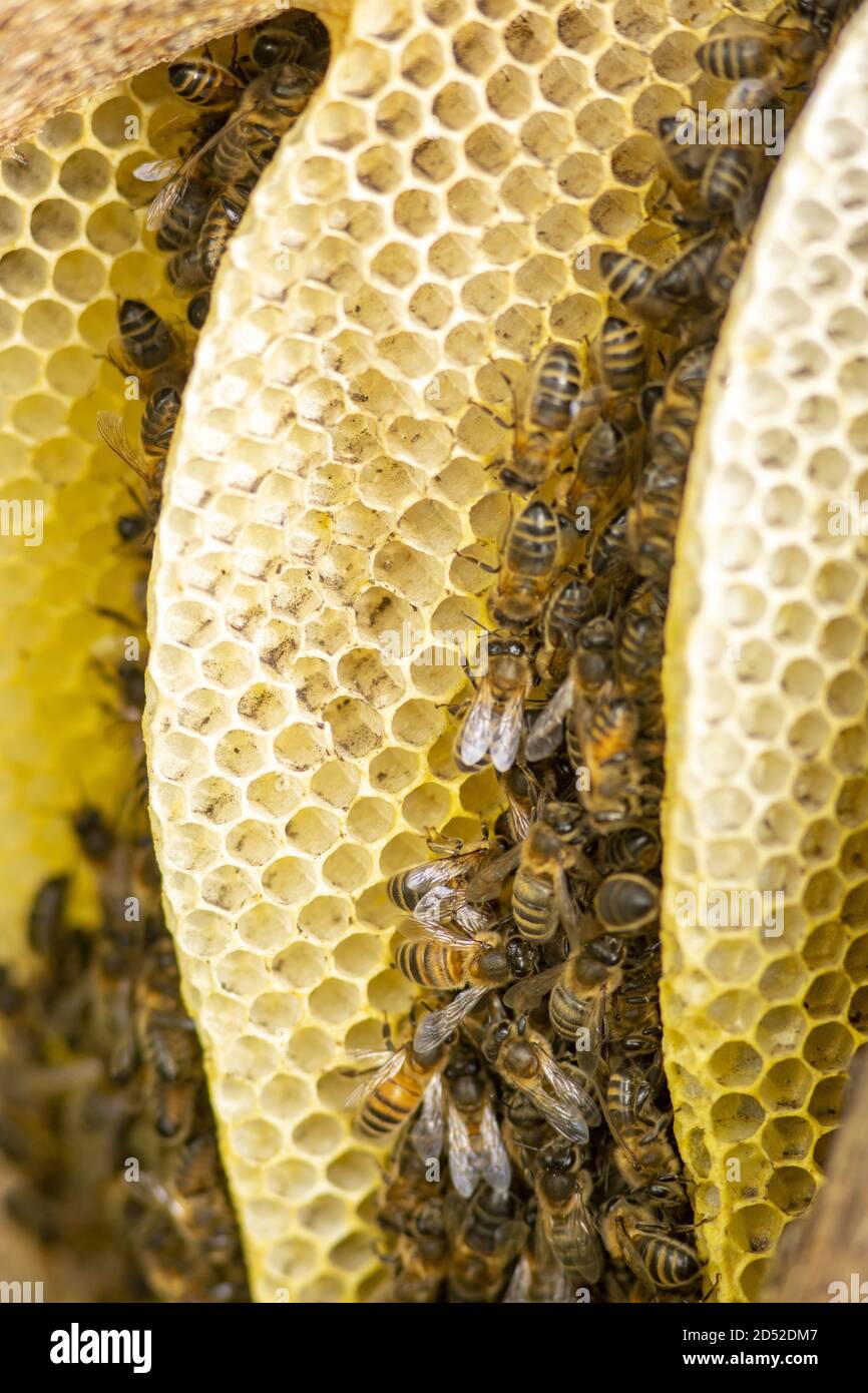 Details of a bee habitat Stock Photo Alamy