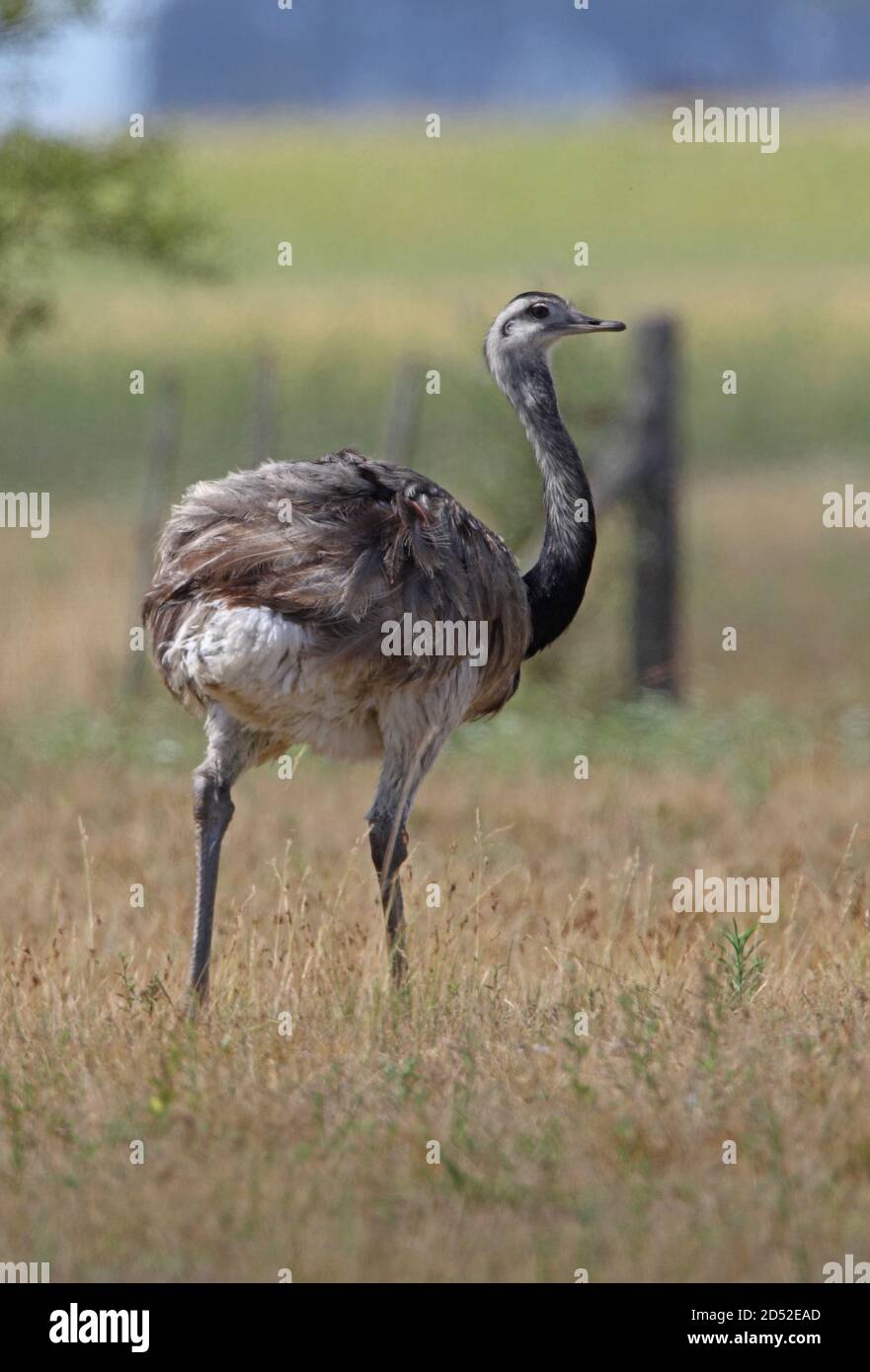 Pampas south america wildlife hi-res stock photography and images - Alamy