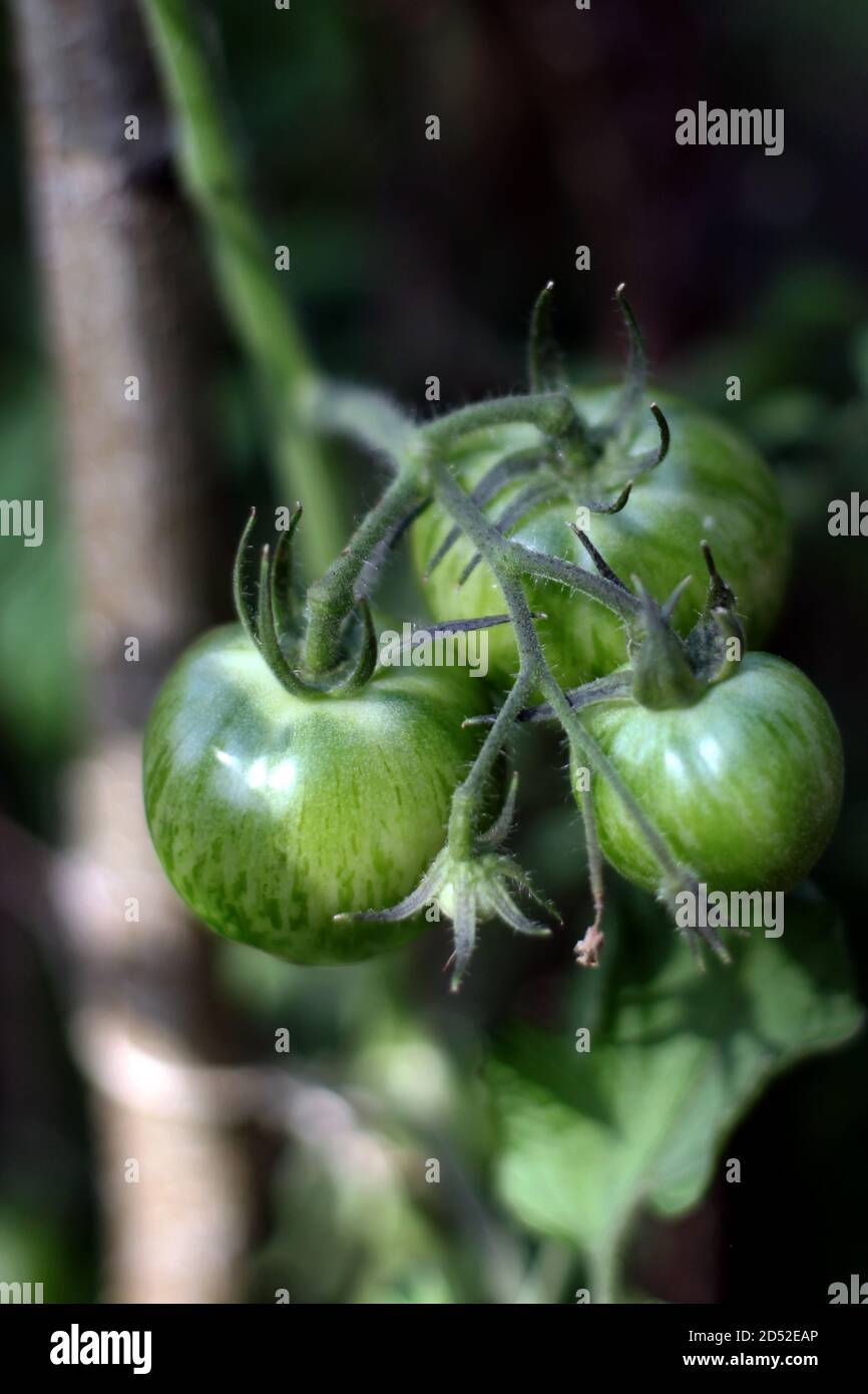 Three green tomatoes ripening on vine with bokeh background Stock Photo ...