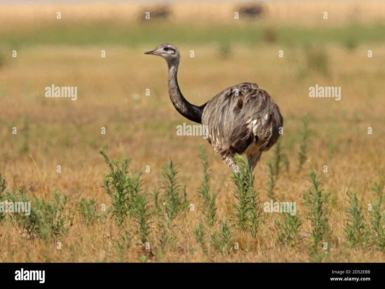 Pampas south america wildlife hi-res stock photography and images - Alamy