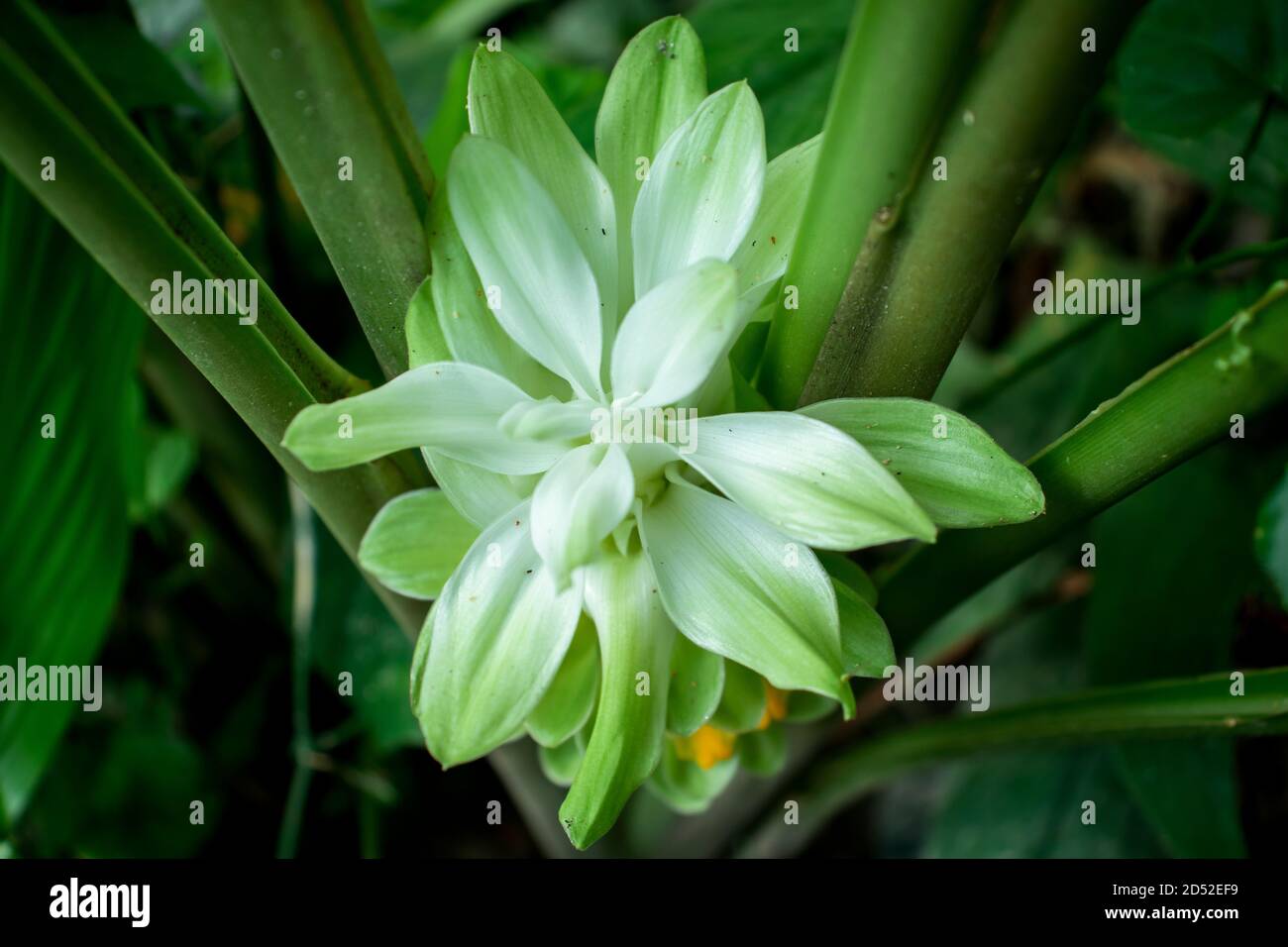 Curcuma and flower the name comes from the Sanskrit kuṅkuma Stock Photo