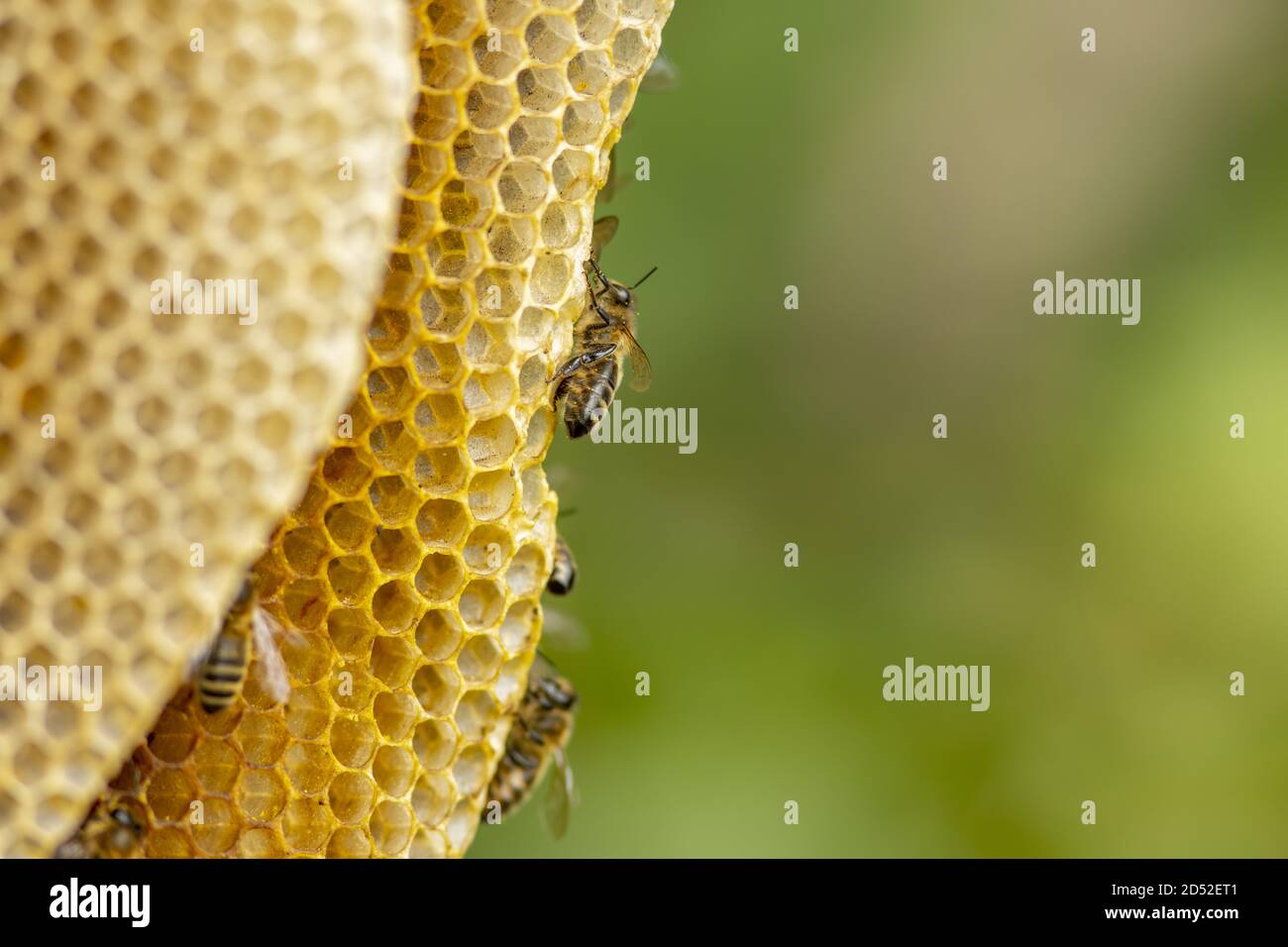 Bee on the edge of honeycomb layer in natural surrounding Stock Photo