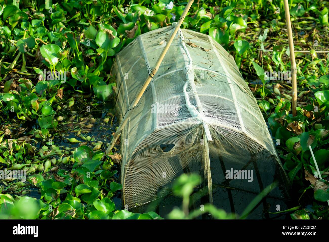 Bamboo traps hi-res stock photography and images - Alamy