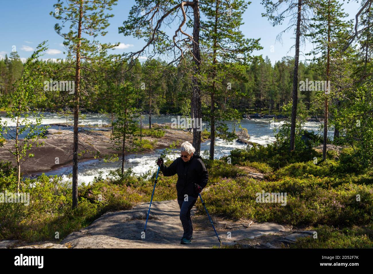 Woman walking with walking sticks in a hiking area near Trollforsen rapid in Norrbotten county Sweden. Stock Photo