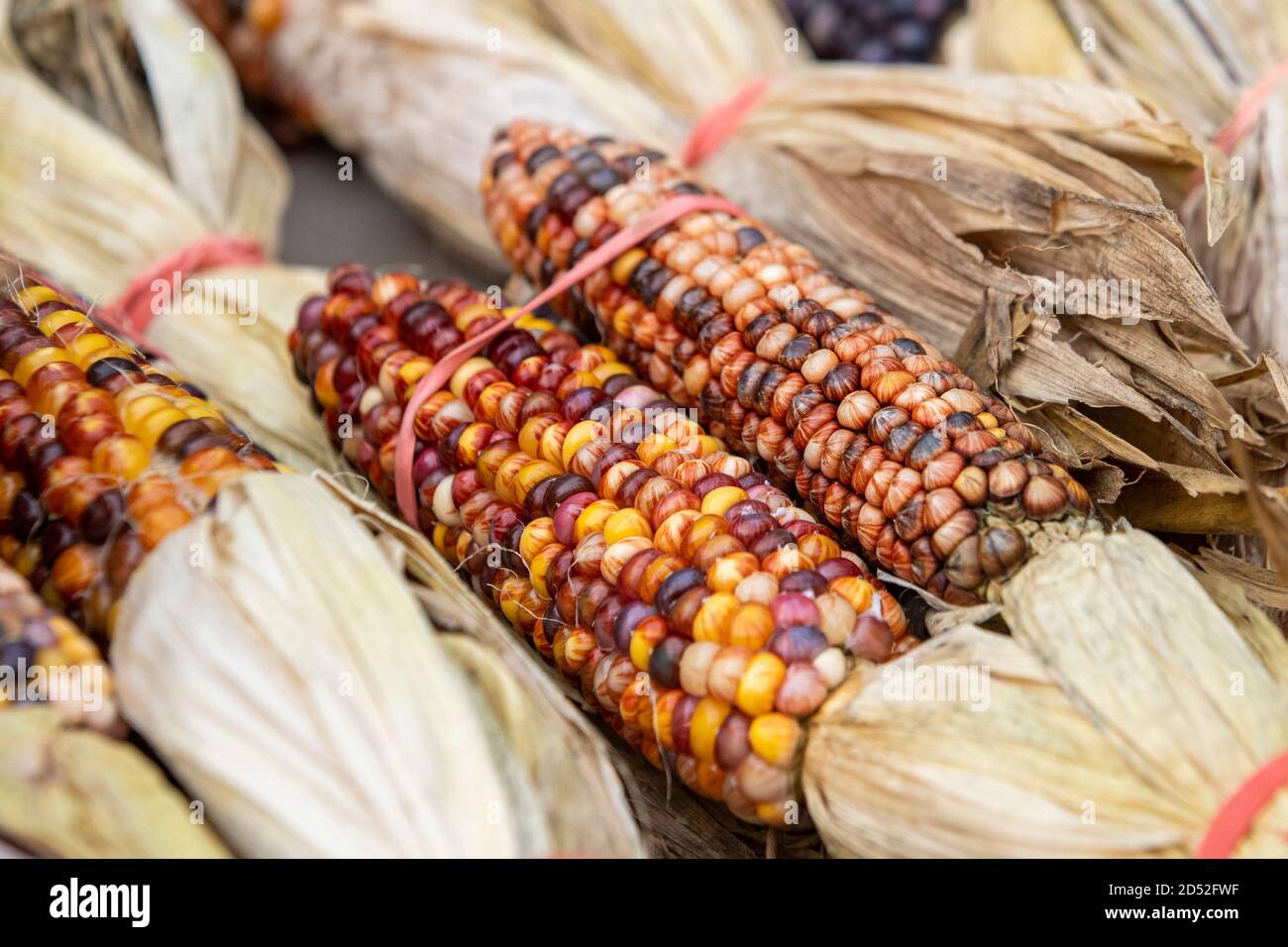 Display autumn colored corn hi-res stock photography and images - Alamy