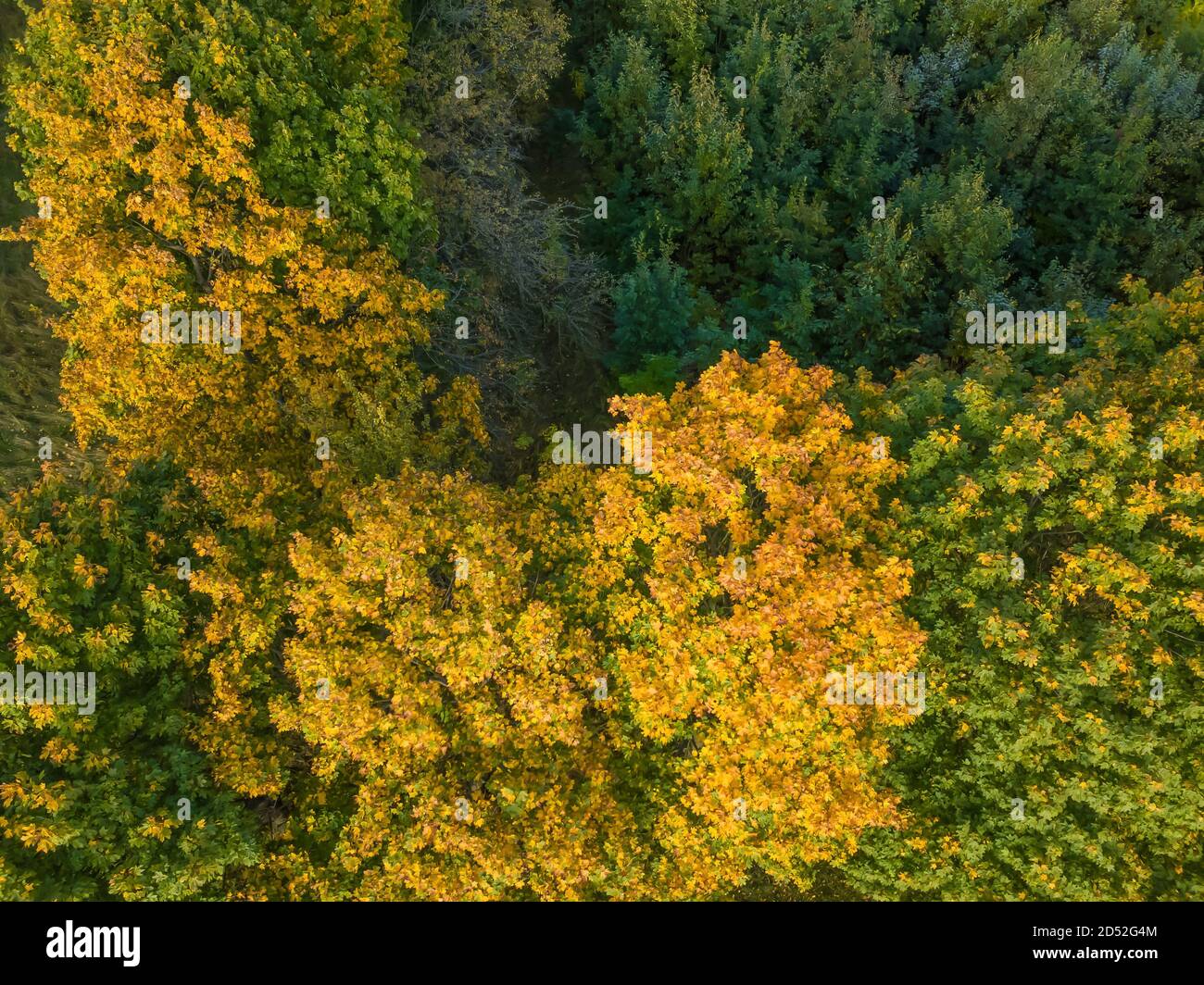 Top view green forest trees hi-res stock photography and images - Alamy