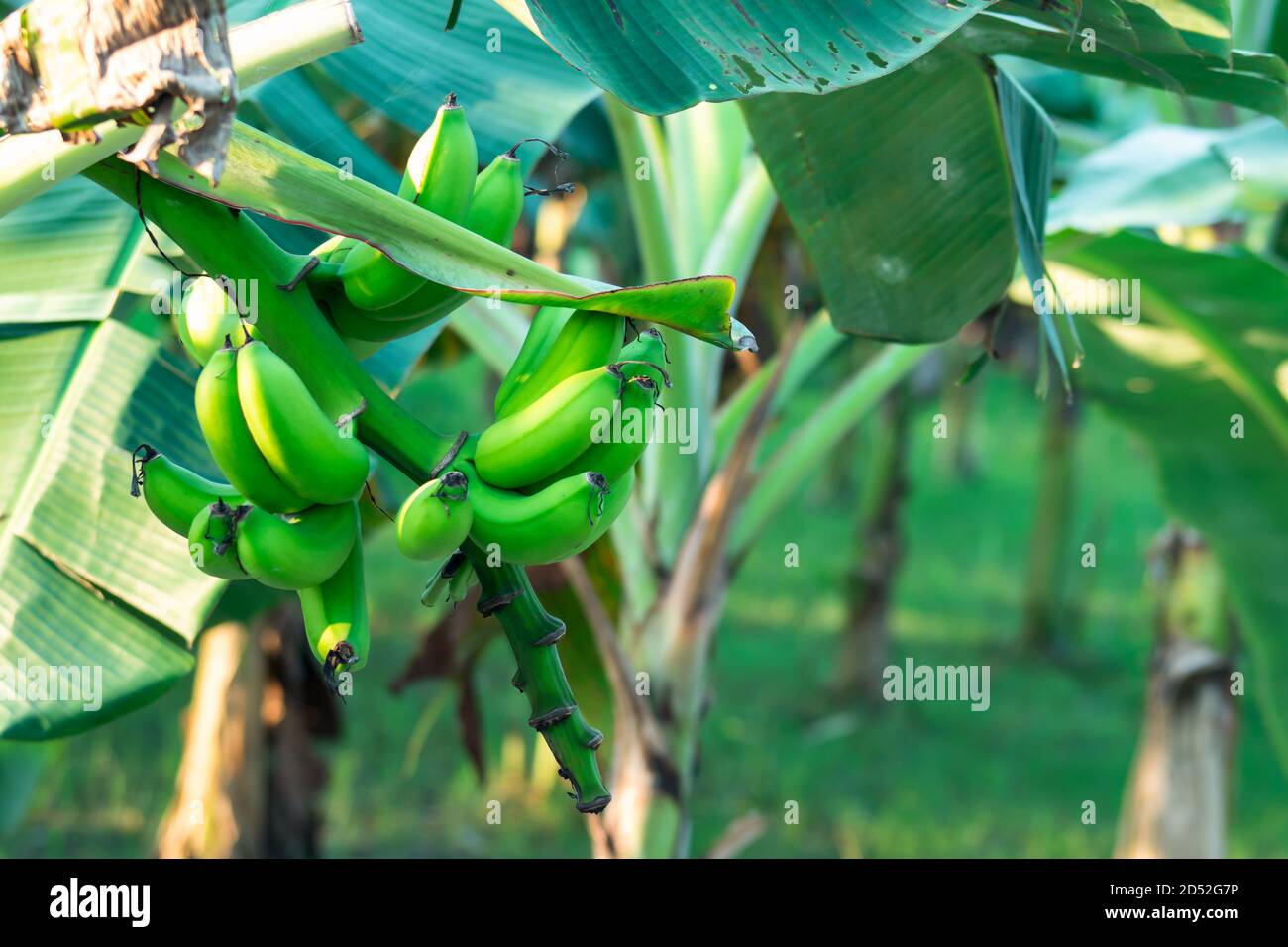 Sobri kola hi-res stock photography and images - Alamy