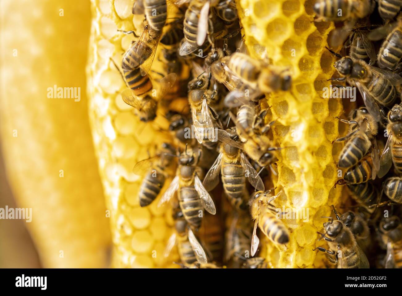 Details of a bee habitat bright yellow honeycomb Stock Photo