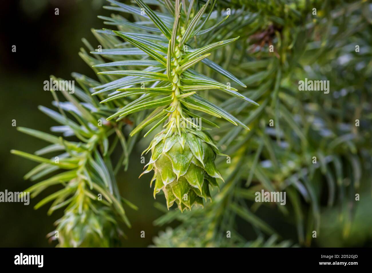 China fir tree (Cunninghamia lanceolata) pine cone in a Woodland Garden, Hungary Stock Photo