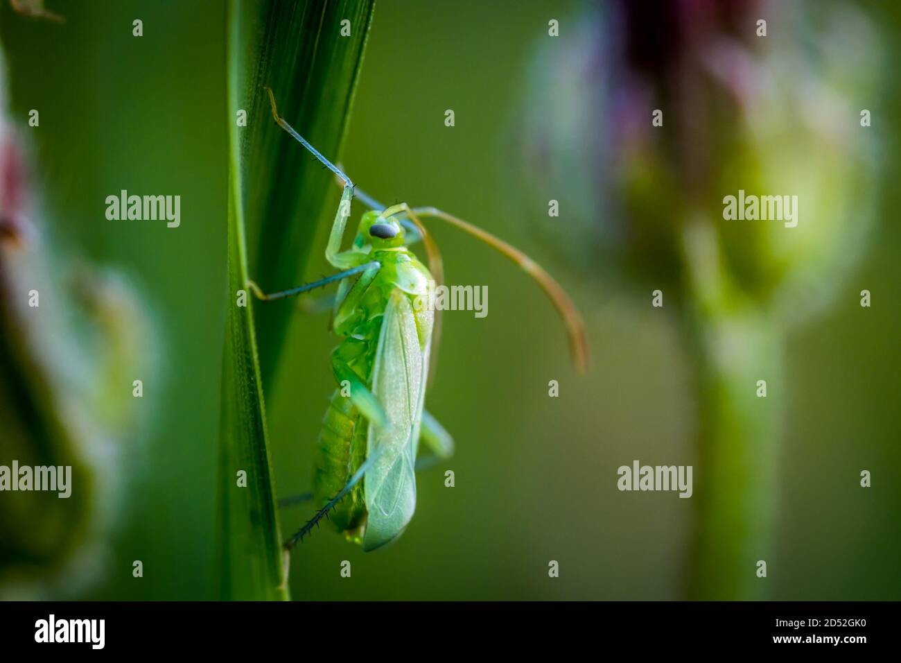Small green bug (Macrolophus caliginosus) close up in the garden Stock Photo