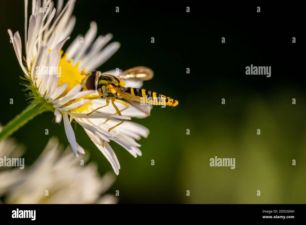 Long hoverfly (Sphaerophoria scripta) sitting on Common daisy (Bellis perennis) Stock Photo