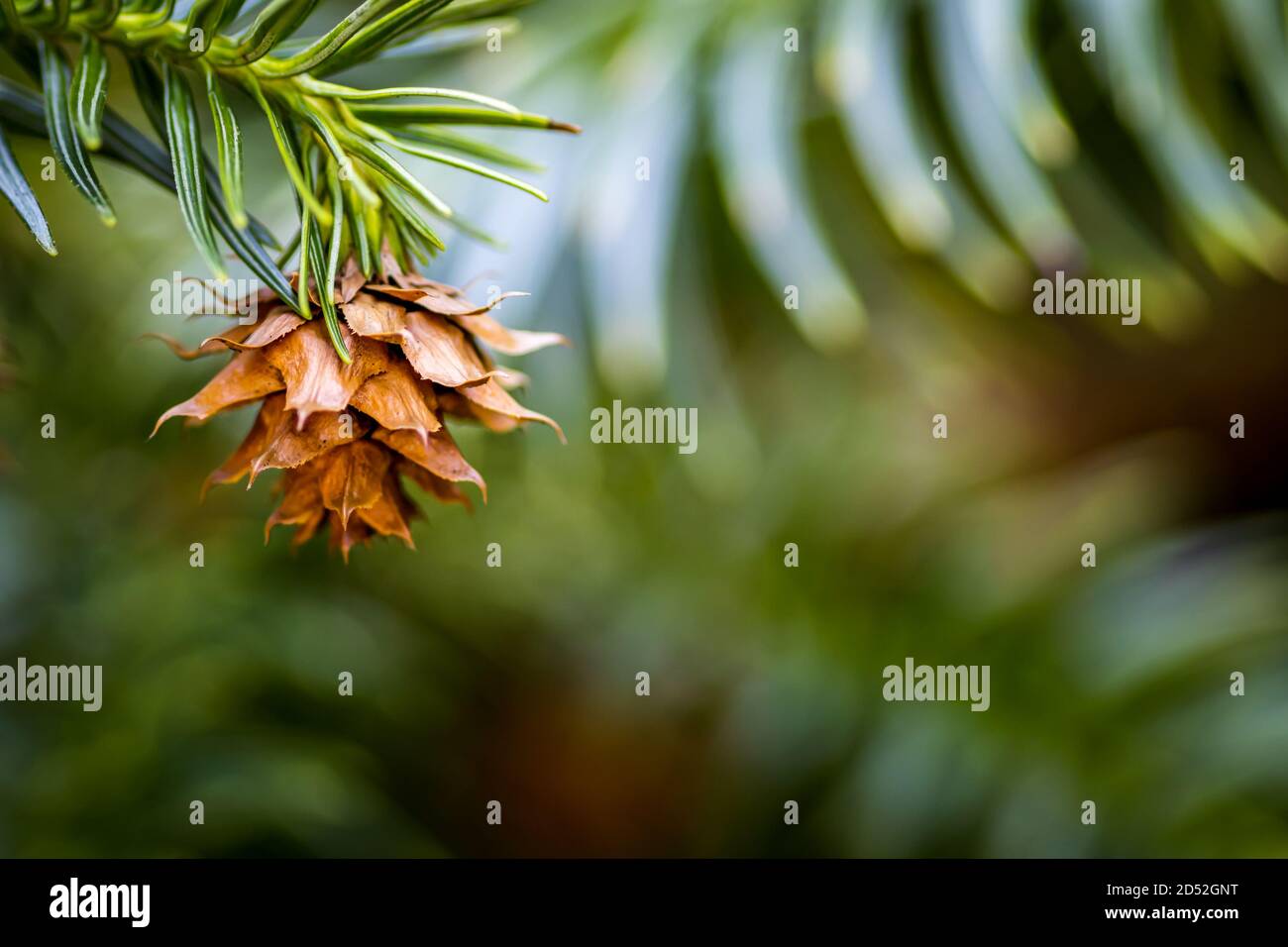 China fir tree (Cunninghamia lanceolata) pine cone in a Woodland Garden, Hungary Stock Photo