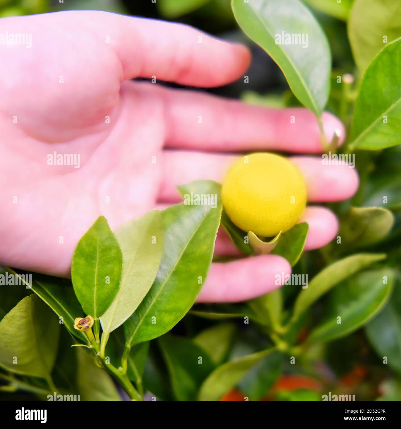 Hand holds mandarin fruit. Mandarin is a small evergreen tree, a