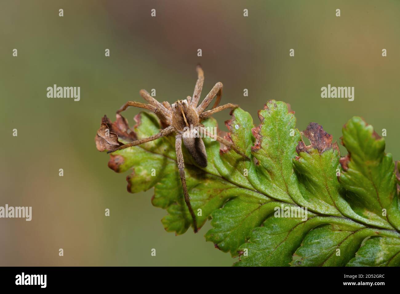 nursery web spider in macro on leaf Stock Photo