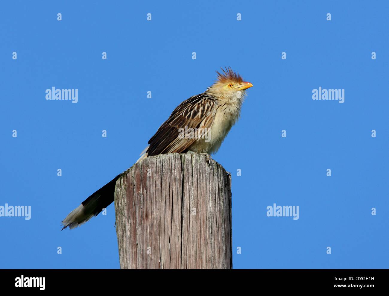 Guira Cuckoo (Guira guira) adult perched on pole   Jujuy, Argentina                    January Stock Photo