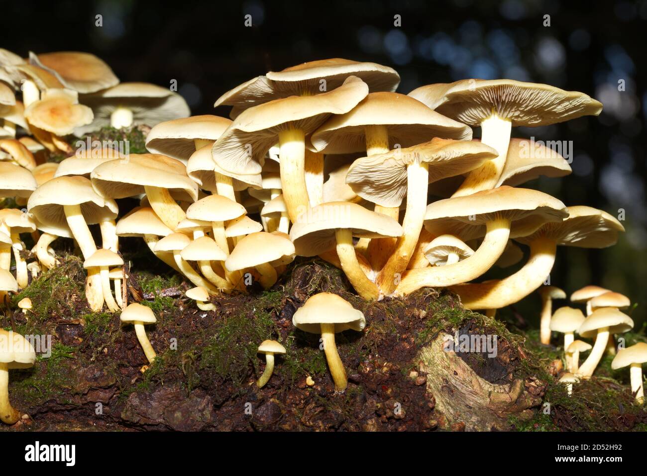 fungi in macro in close up Stock Photo