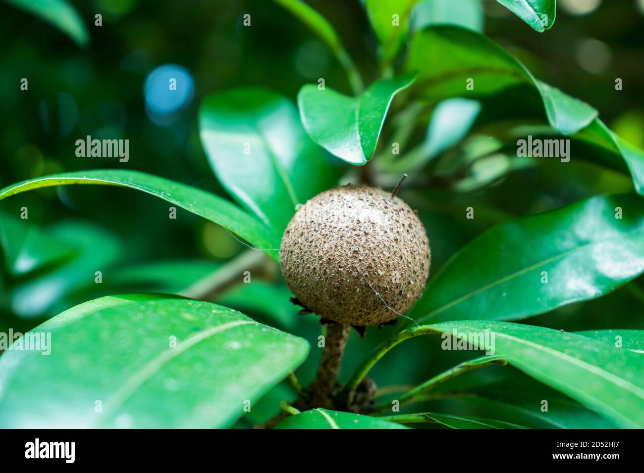 Garth va Lily jinsiy aloqa