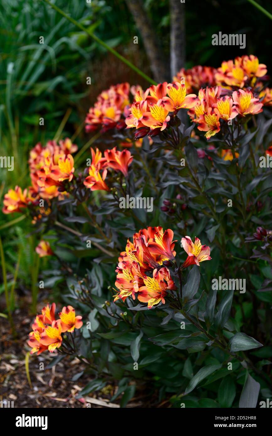 Alstroemeria Indian Summer,Peruvian lily,copper,orange,yellow,flower,flowers,flowering,perennial,cut flowers,garden,RM floral Stock Photo