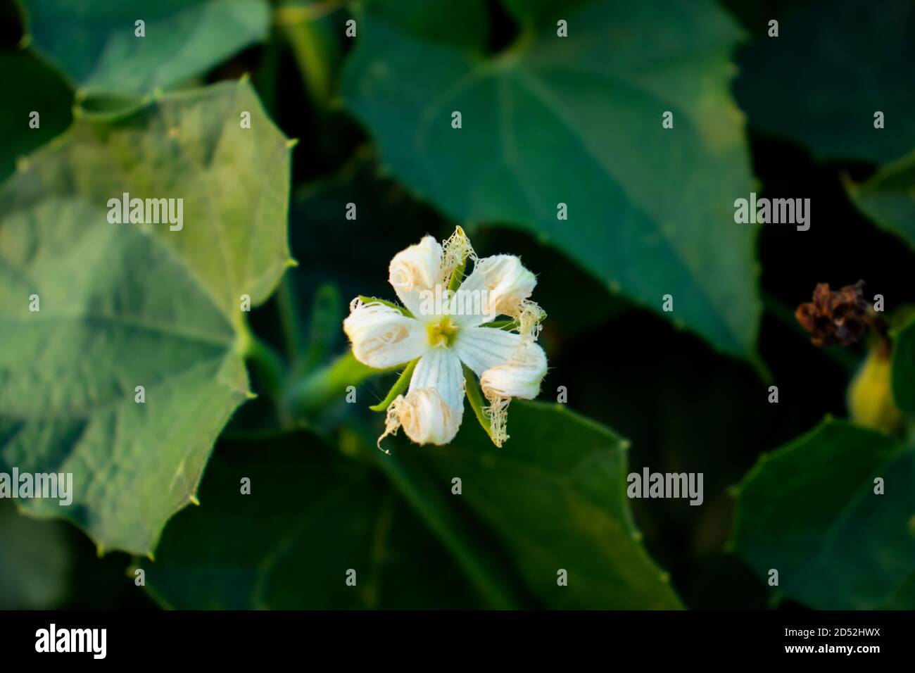 Pointed Gourd High Resolution Stock Photography and Images - Alamy