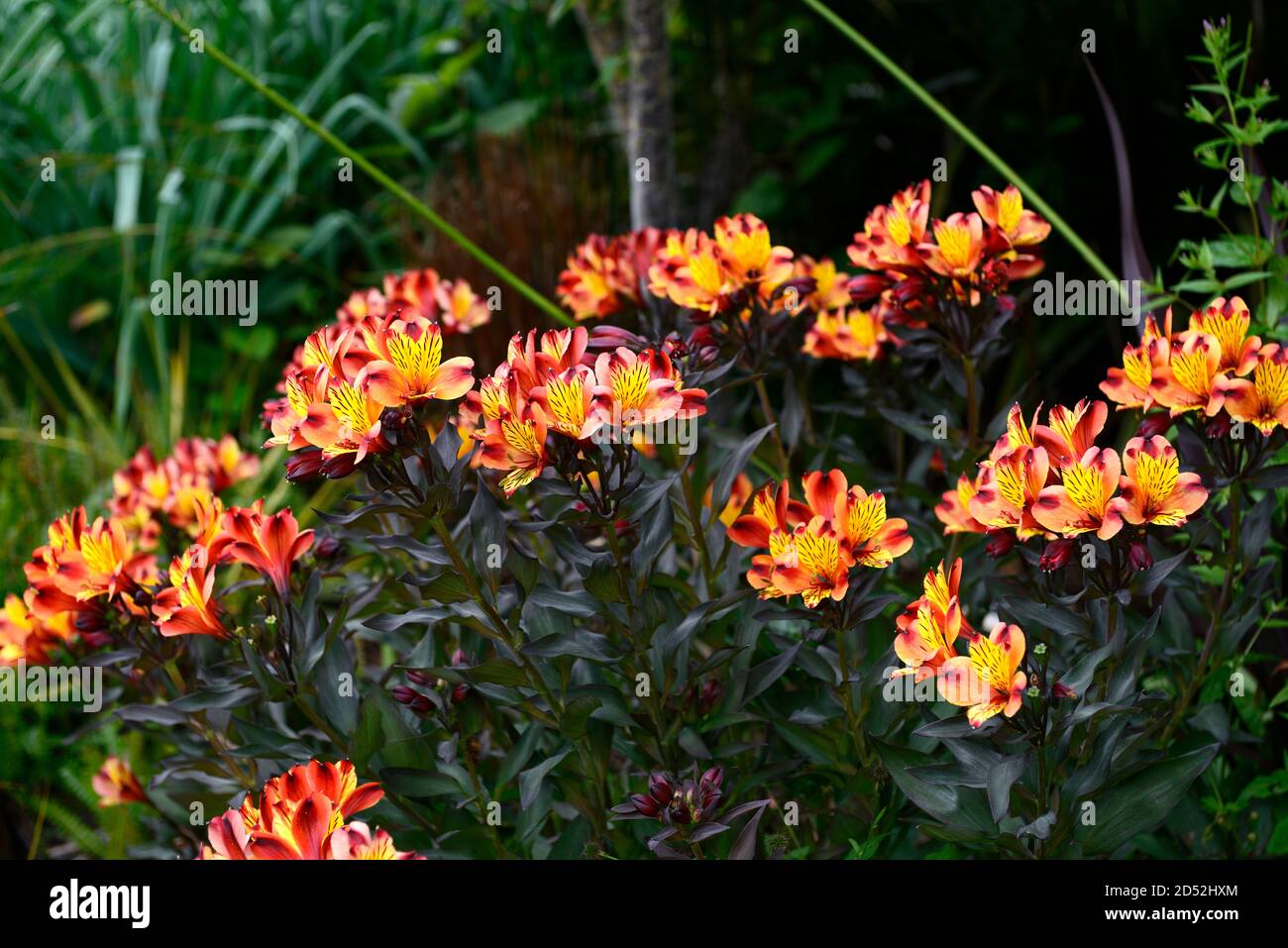 birds nest plant Bird Nest Fern Variegated (Asplenium nidus variegated) main image 0