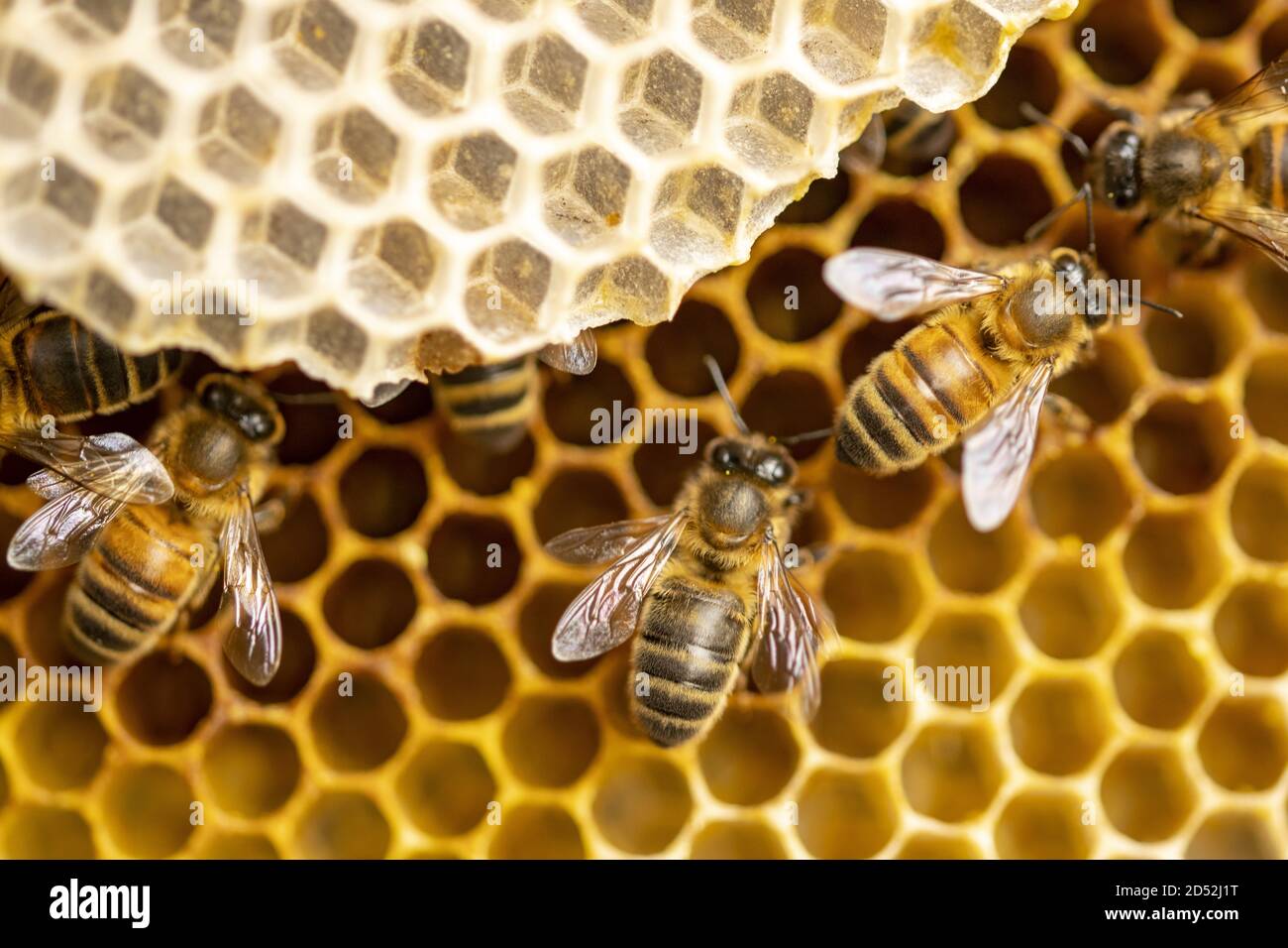 Macro closeup of bee hive with detail of honeycomb Stock Photo