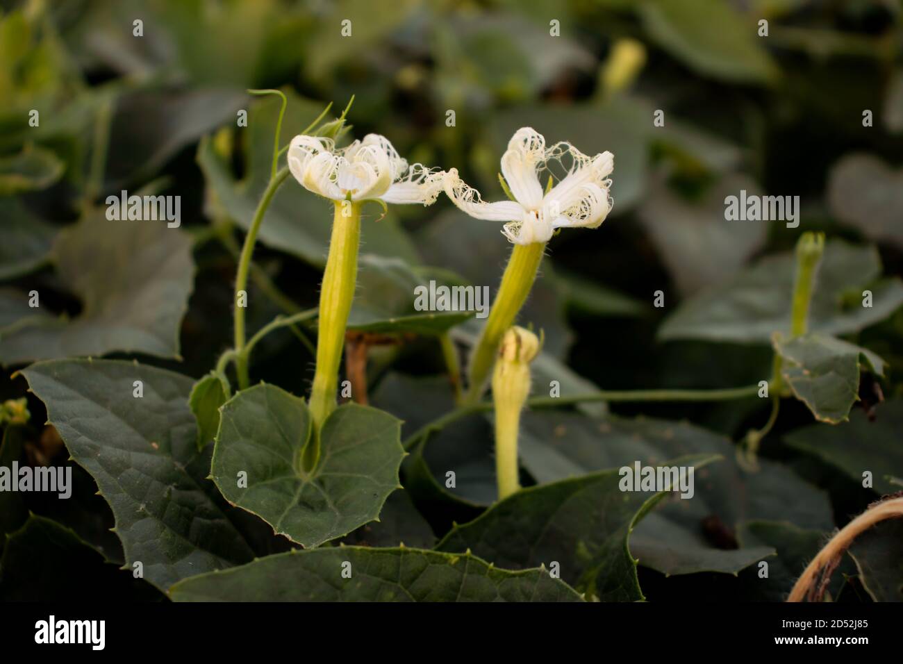 Pointed gourd or Trichosanthes dioica flower or vegetable that is a