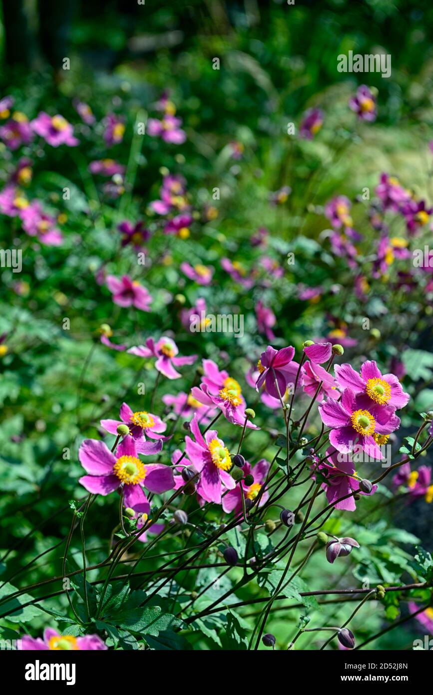anemone hupehensis var japonica splendens,purple,flower,flowers,flowering,windflower,autumn,late summer display, RM Floral Stock Photo