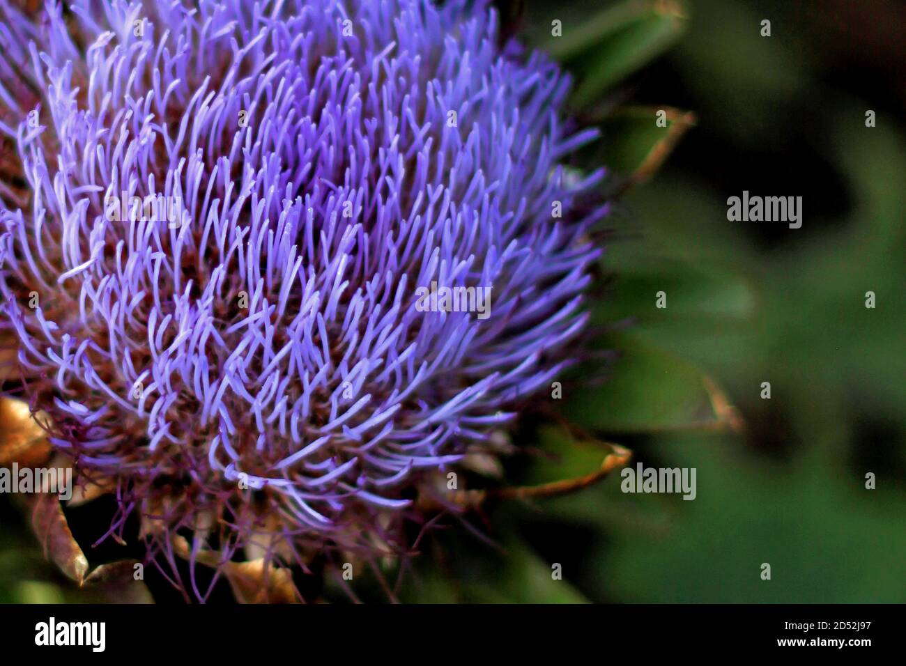 Closeup view of purple artichoke flower Stock Photo