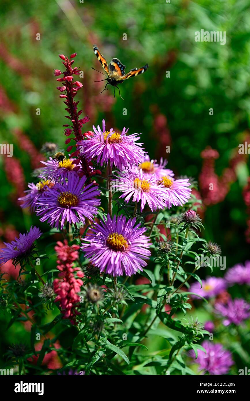 Aster novi-belgii,lilac flower,flower,flowering,autumn,autumnal,persicaria amplexicaulis,red flowers,spike,spikes,combinattion,mix,mixed,RM Floral Stock Photo