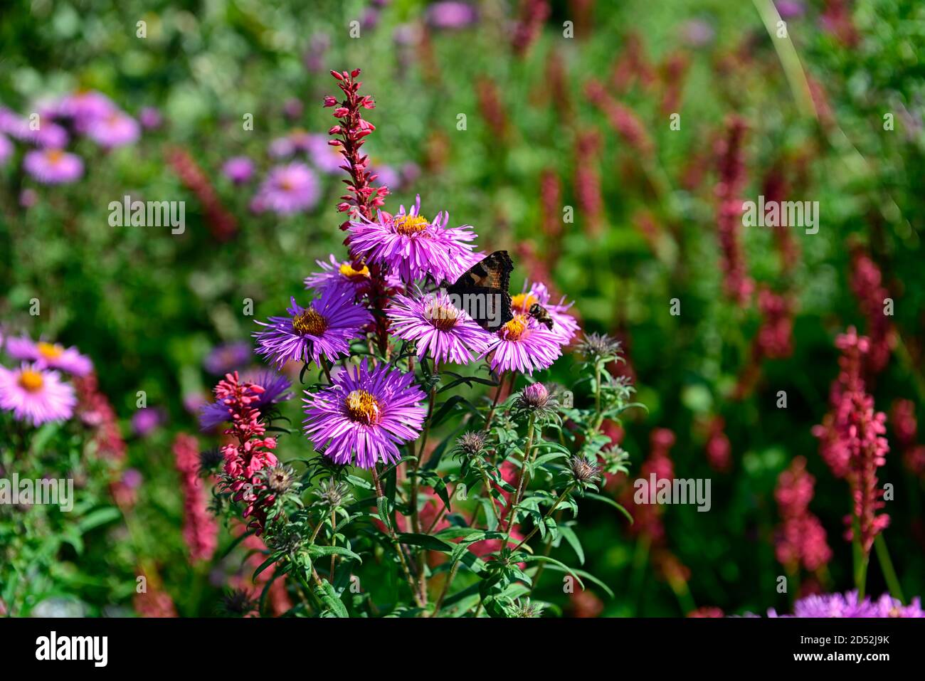 Aster novi-belgii,lilac flower,flower,flowering,autumn,autumnal,persicaria amplexicaulis,red flowers,spike,spikes,combinattion,mix,mixed,RM Floral Stock Photo