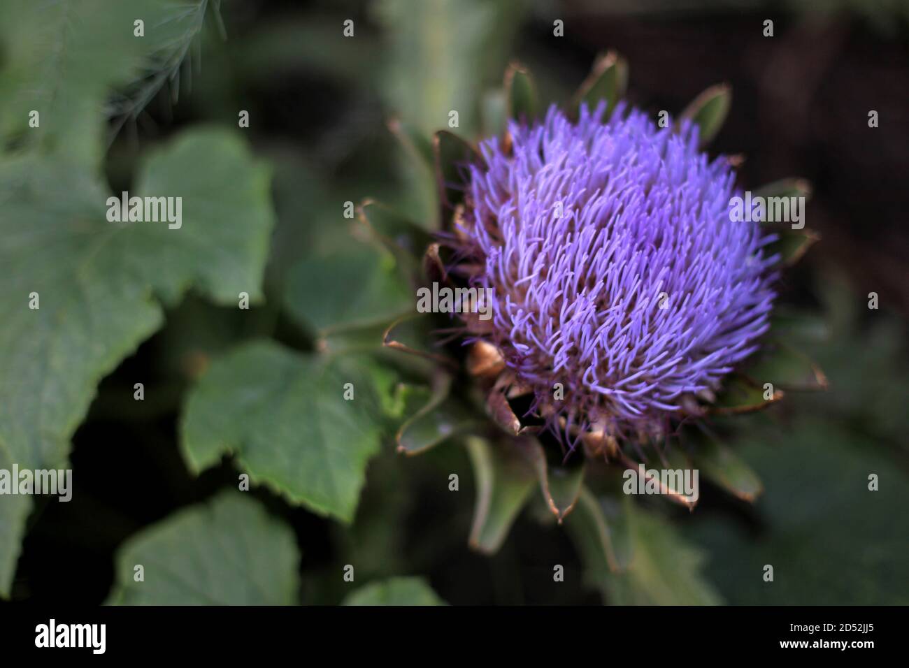 Closeup view of purple artichoke flower Stock Photo