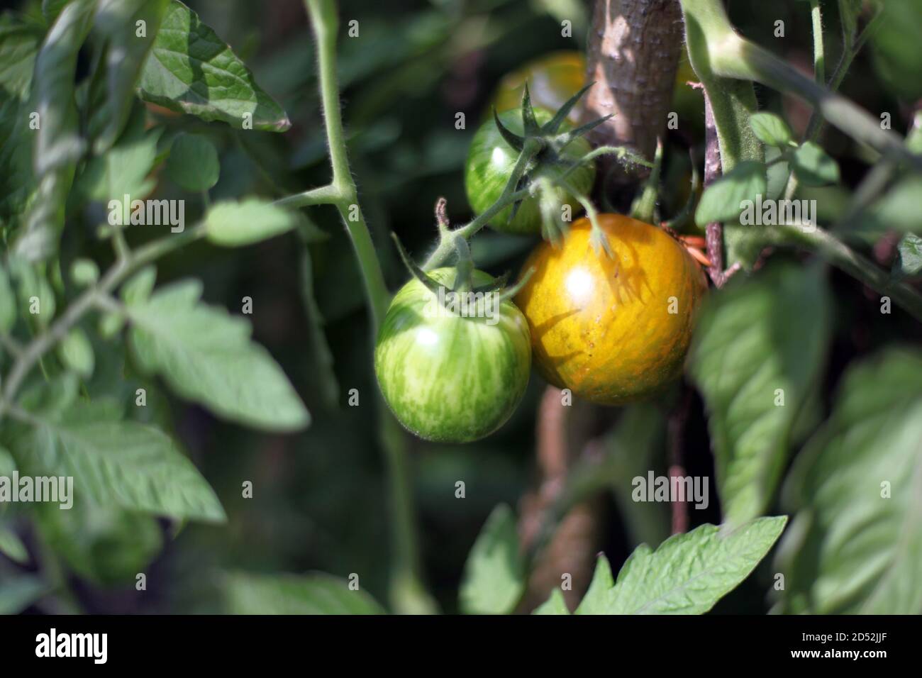 Green tomatoes ripening on a vine Stock Photo - Alamy