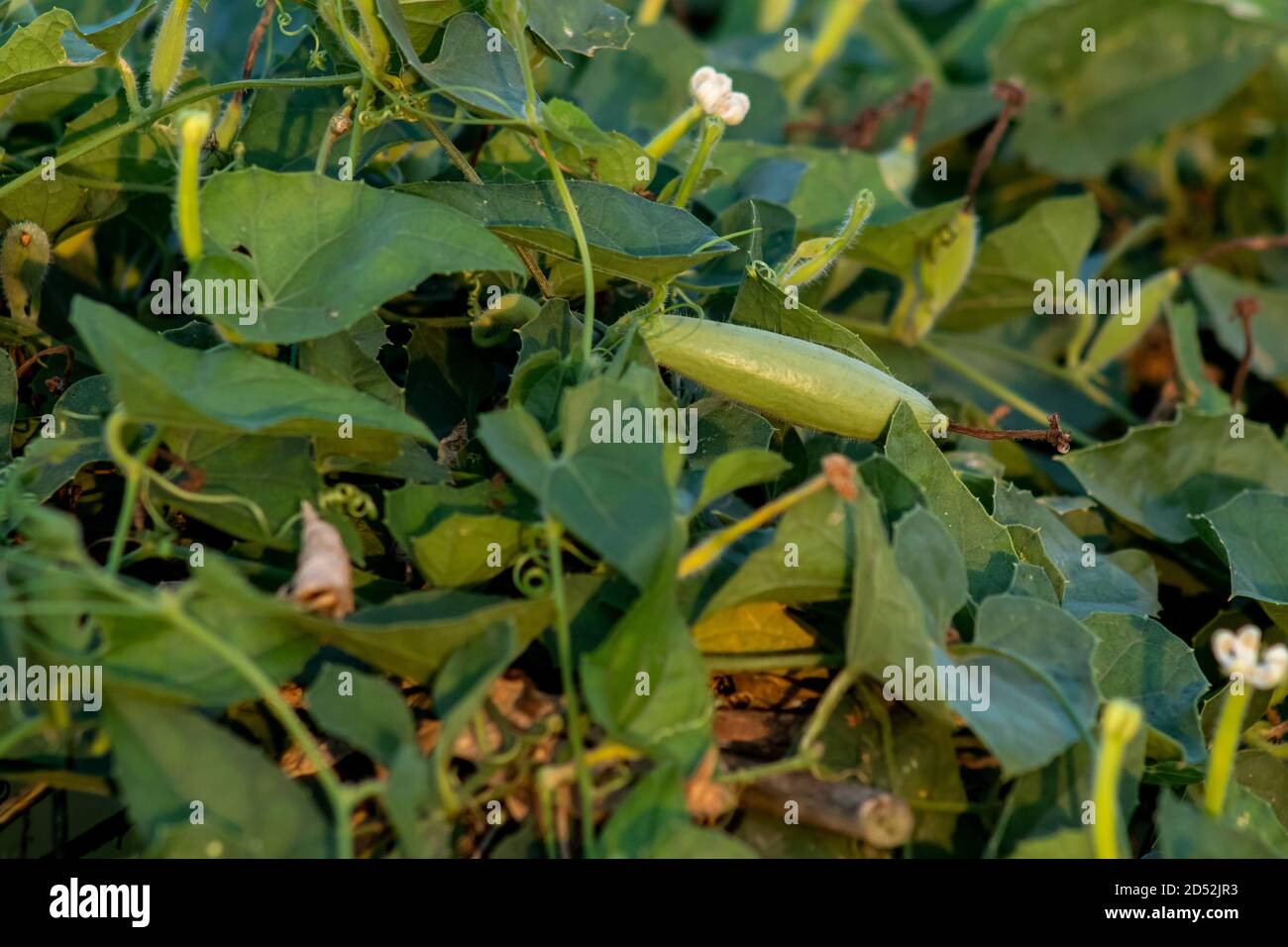 Pointed gourd or Trichosanthes dioica is a vine plant in the family Cucurbitaceae Stock Photo