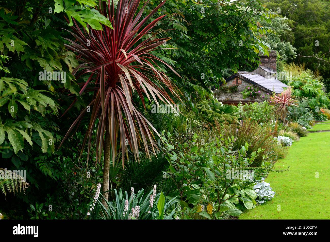 Cordyline Australis Southern Splendour cabbage Palm Pink Foliage cordyline-australis-southern-splendour-cabbage-palm-pink-foliage