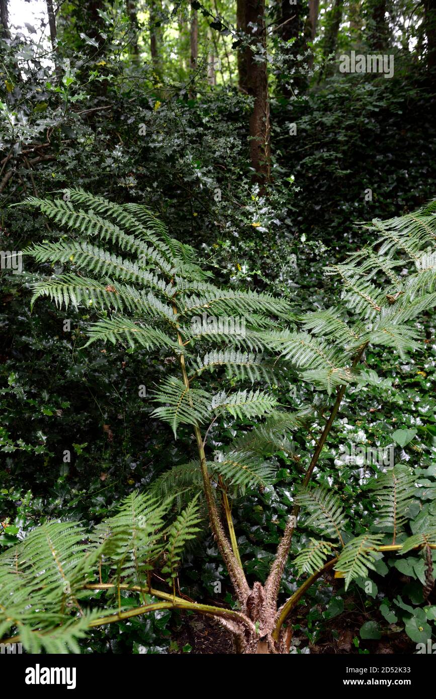 Cyathea cooperi,Cooper's cyathea, Australian tree fern, lacy tree fern,scaly tree fern,Sphaeropteris cooperi, Alsophila cooperi,shady,shaded,dark, fro Stock Photo